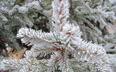 Zúzmarás fenyő, - Abies alba -  fotó: Kőszály