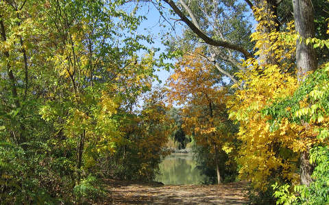 Tiszaug