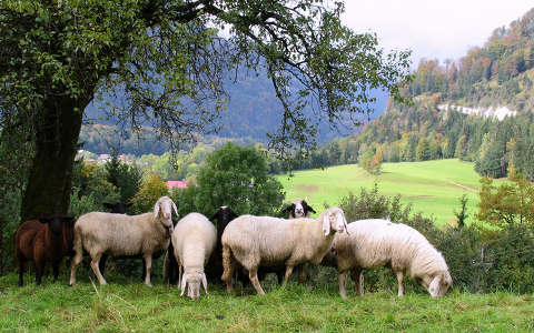 Ausztriai bárányok