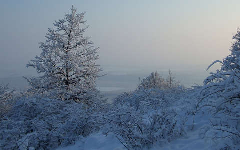 fa magyarország tél