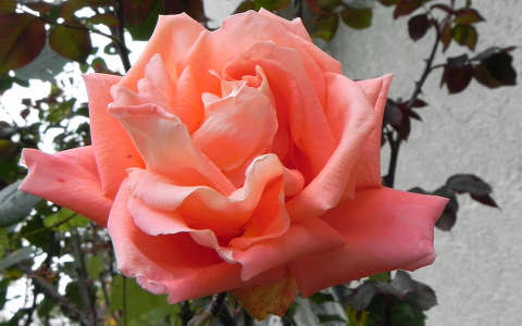 Novemberi rózsa a kertben