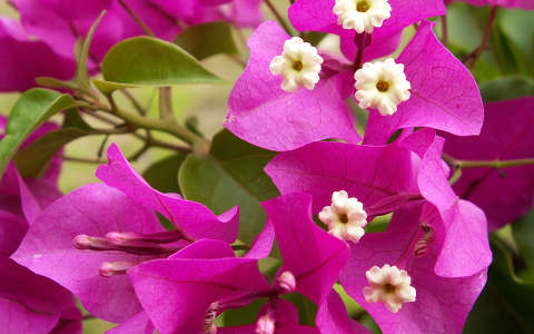 bougainvillea