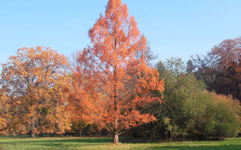 Szarvas - Arborétum ( Pepikert ) Ősz , Fotó: Kőszály