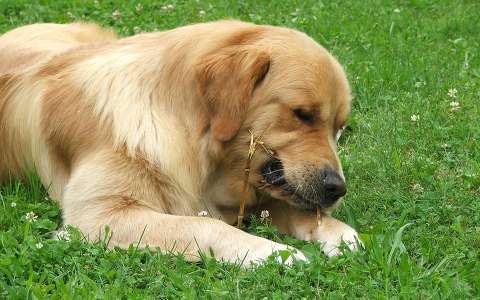 Golden retriever