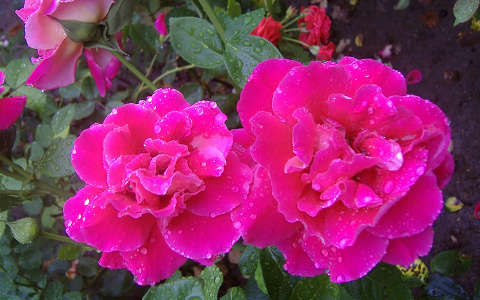 Rózsa vízcseppekkel. Fotó: Csonki