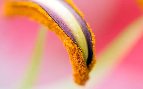 Liliom