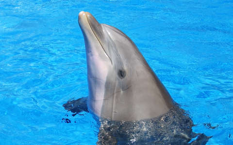 delfin palackorrú delfin