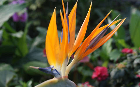 papagájvirág trópusi virág