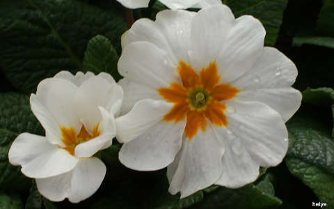 kankalin tavaszi virág vízcsepp
