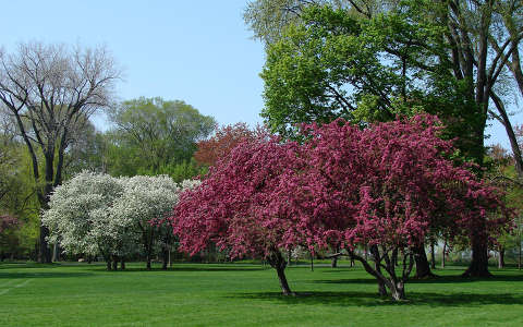 Virágzó fák a parkban háttérkép 118351