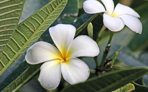névnap és születésnap pluméria trópusi virág