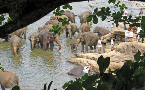 Elefántfürdetés