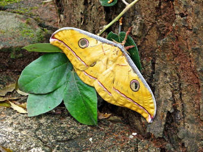 Lepke toljásrakáskor, Srí Lanka