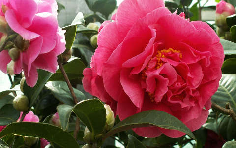 Gardénia