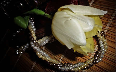 tulipán