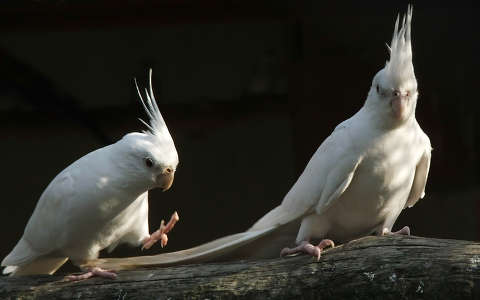 Fehér nimfa papagájok
