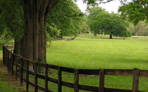 címlapfotó fa kerítés tavasz