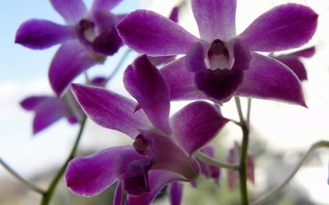 orchidea