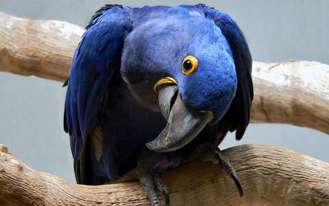 címlapfotó madár papagáj