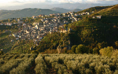 Olaszország, Calabria tartomány, Lungro. Olajfák reggeli fényben.