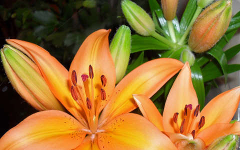 liliom