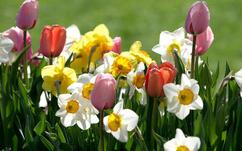Tavaszi virágok, nárciszok és tulipánok napfürdőben