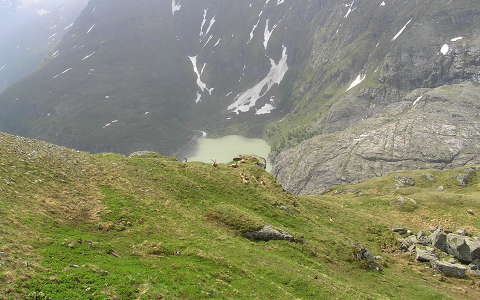 Kőszáli kecskék a Pasterze gleccsernél, Grossglockner, Ausztria