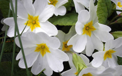 címlapfotó kankalin tavaszi virág