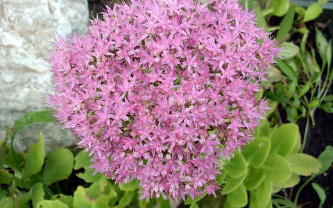 Pompás varjúháj (Sedum spectabile)