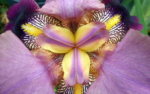 nőszirom (Iris hybrid)