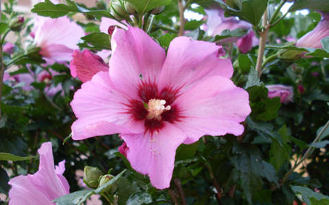 mályva (Hybiscus syriacus)