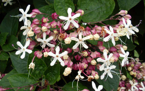 végzetcserje (Clerodendrum trichotomum)