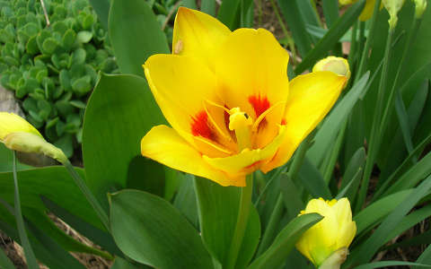A legelső tulipán