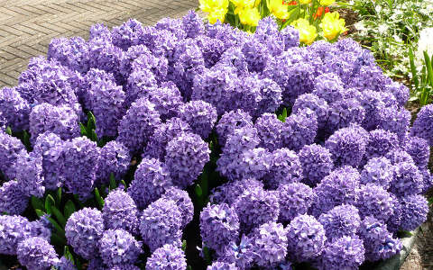 De Keukenhof, Lisse - Holland