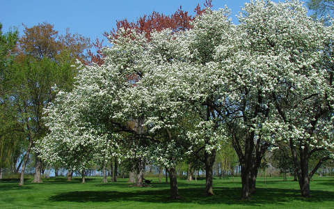 címlapfotó kertek és parkok tavasz virágzó fa