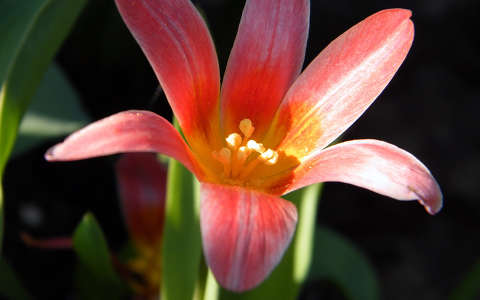 Tulipán