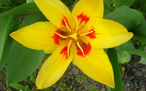 Tulipán