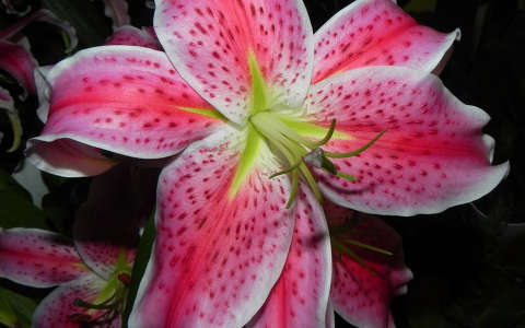 liliom