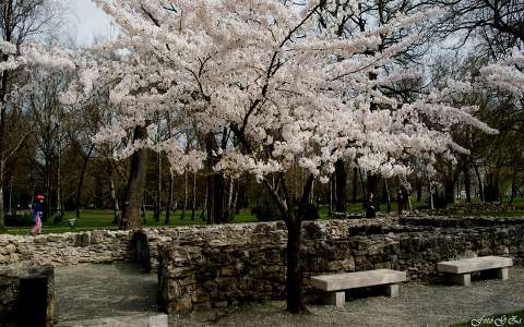 kertek és parkok pad tavasz virágzó fa