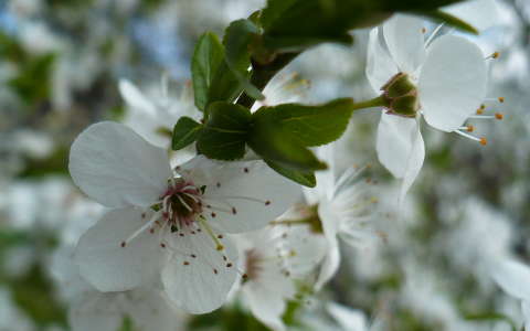 Szilvavirág
