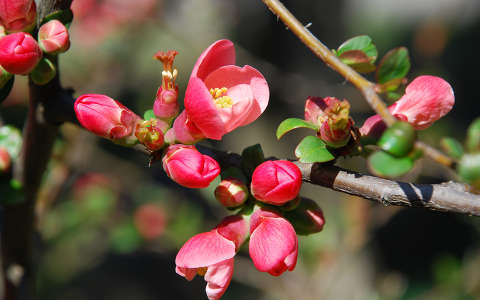 japánbirs virágzó fa