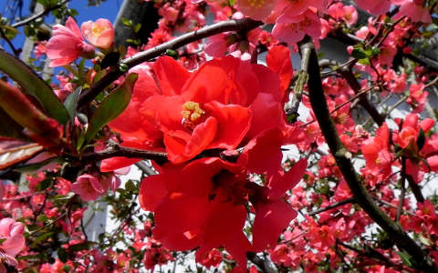 Japánbirs virága