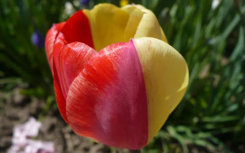 Két színű tulipán