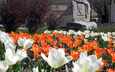 Hollandiából ajándékba kapott tulipánok Pécs városában