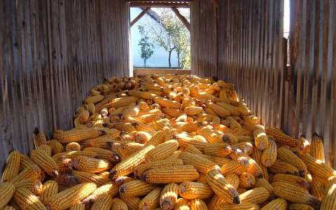 kukorica termény
