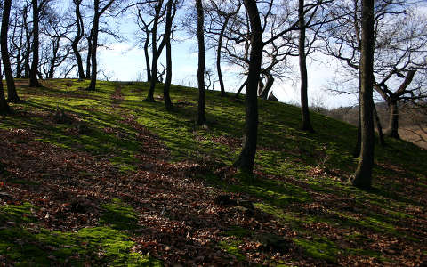 Mohaszőnyeg, Budai-hegység.