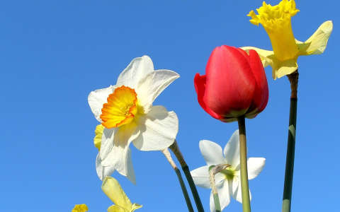 Nárcisz és tulipán