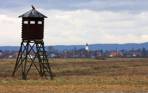 Madárlesen