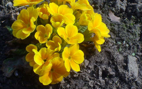 kankalin (primula)