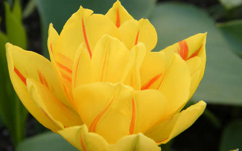 Tavaszi virág (tulipán)